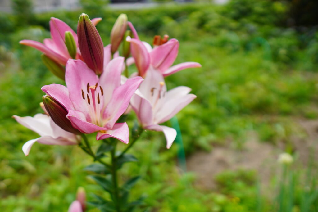 ピンク色のユリの花