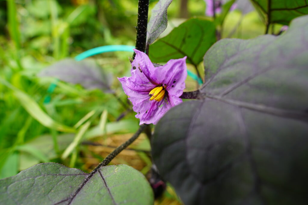 ナスの花