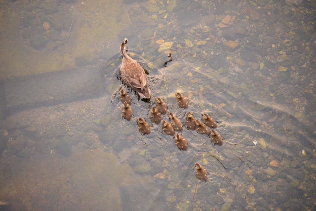 カルガモ親子の隊列