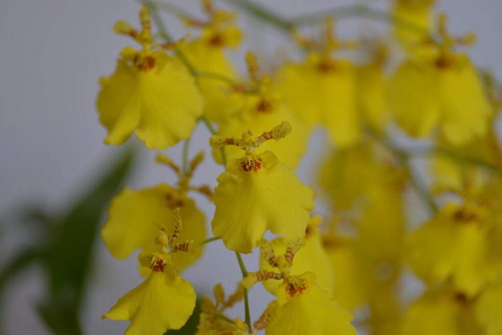 オンシジウムの花