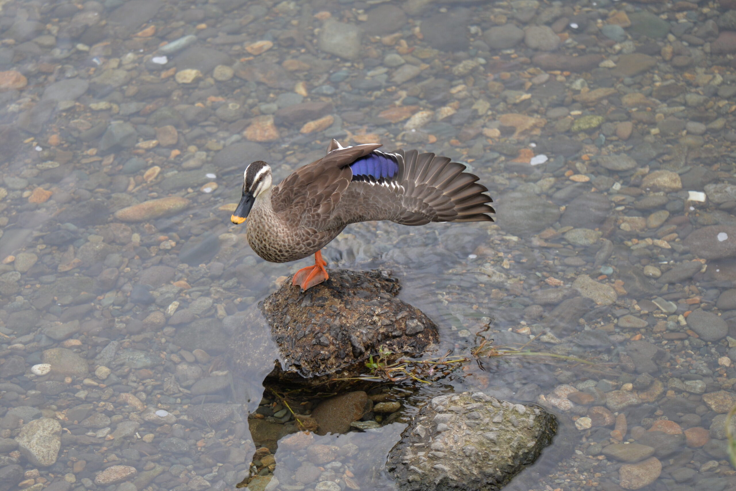 羽を広げるカルガモ