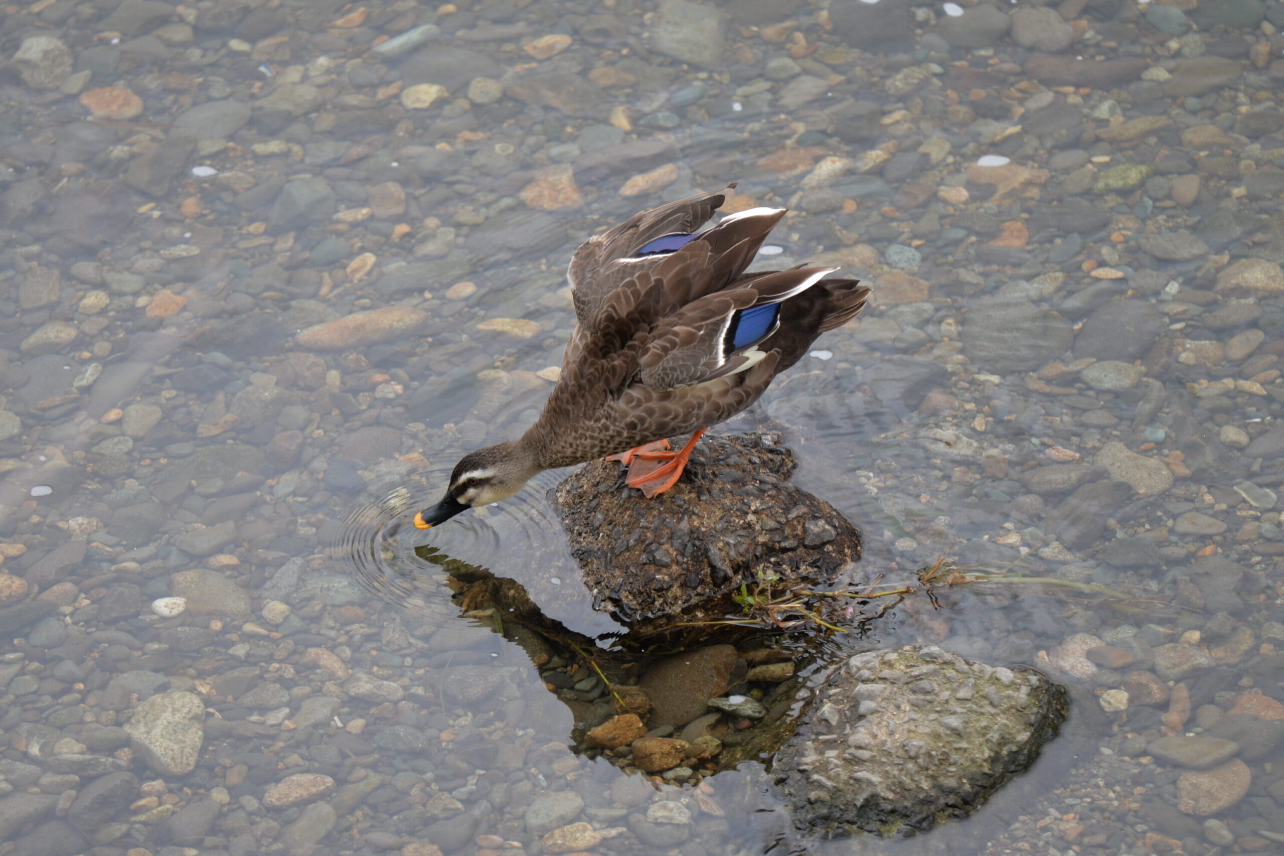 首を伸ばすカルガモ