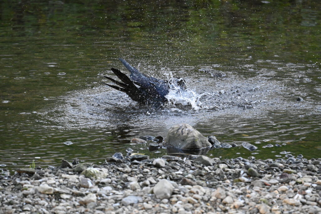 ハシブトガラス