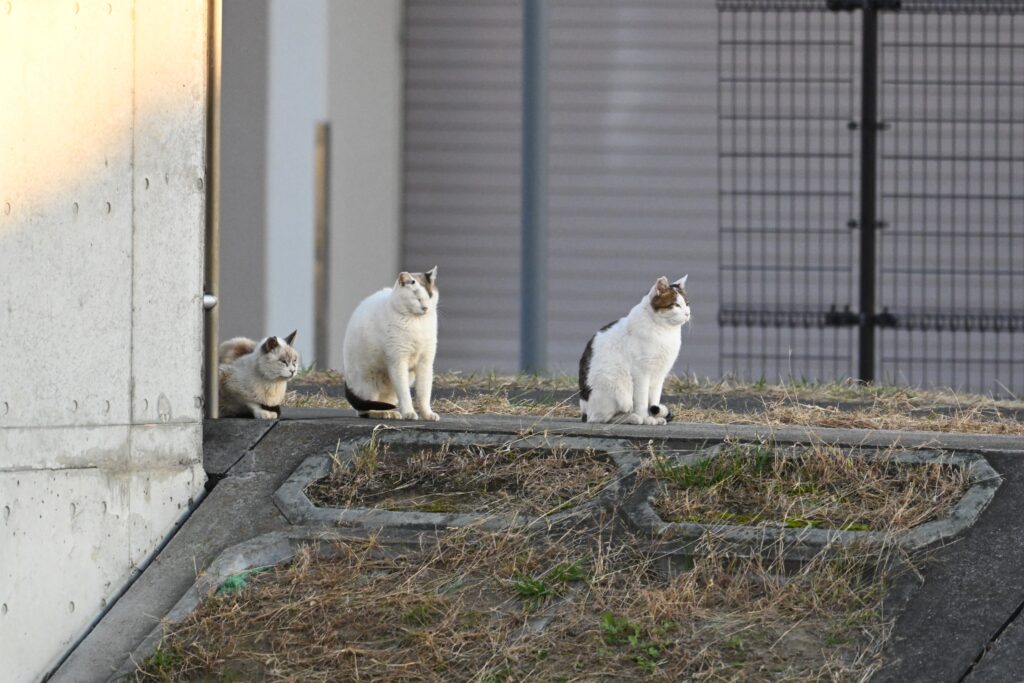 野良猫