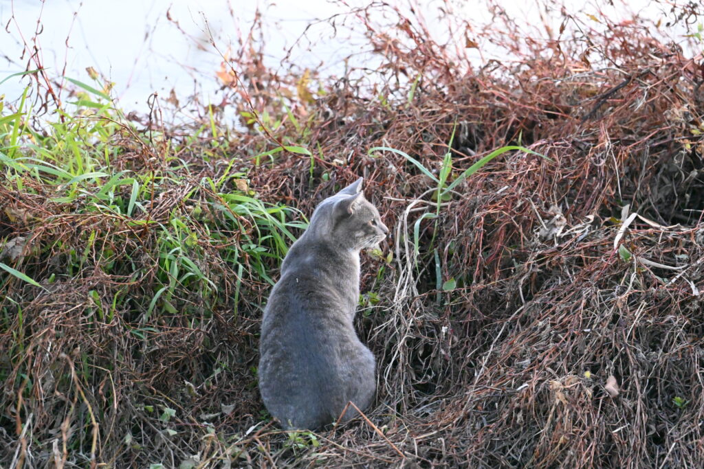 野良猫