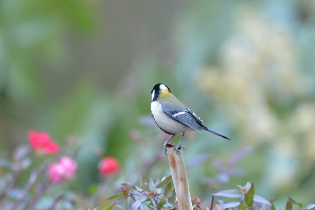 シジュウカラ