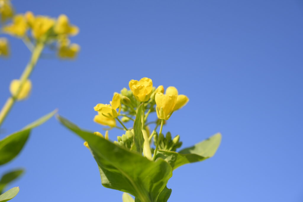 菜の花