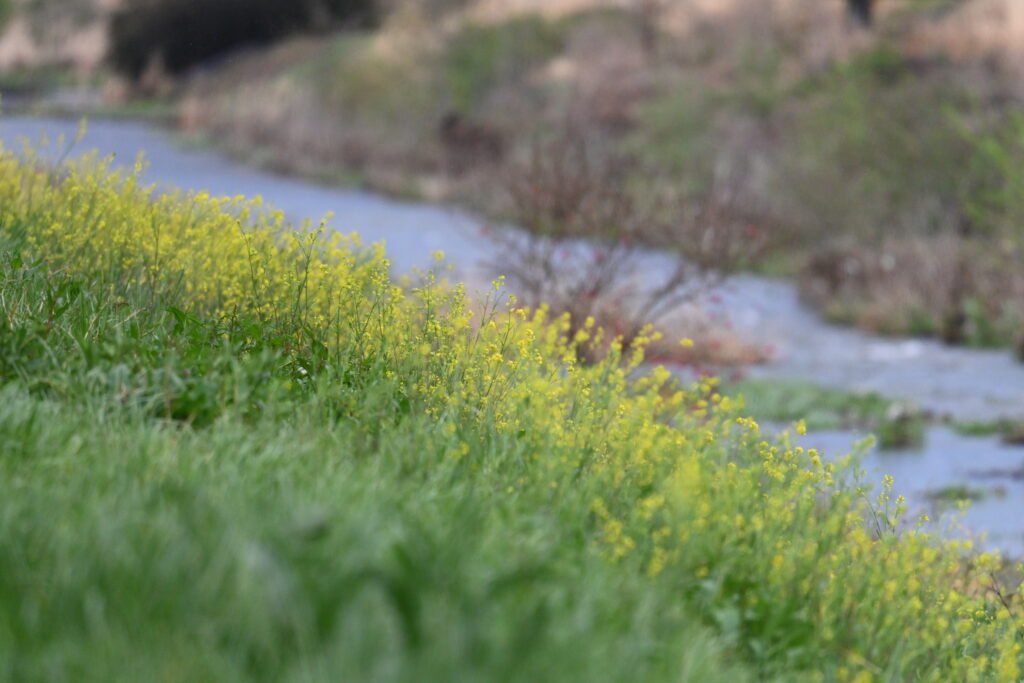 菜の花