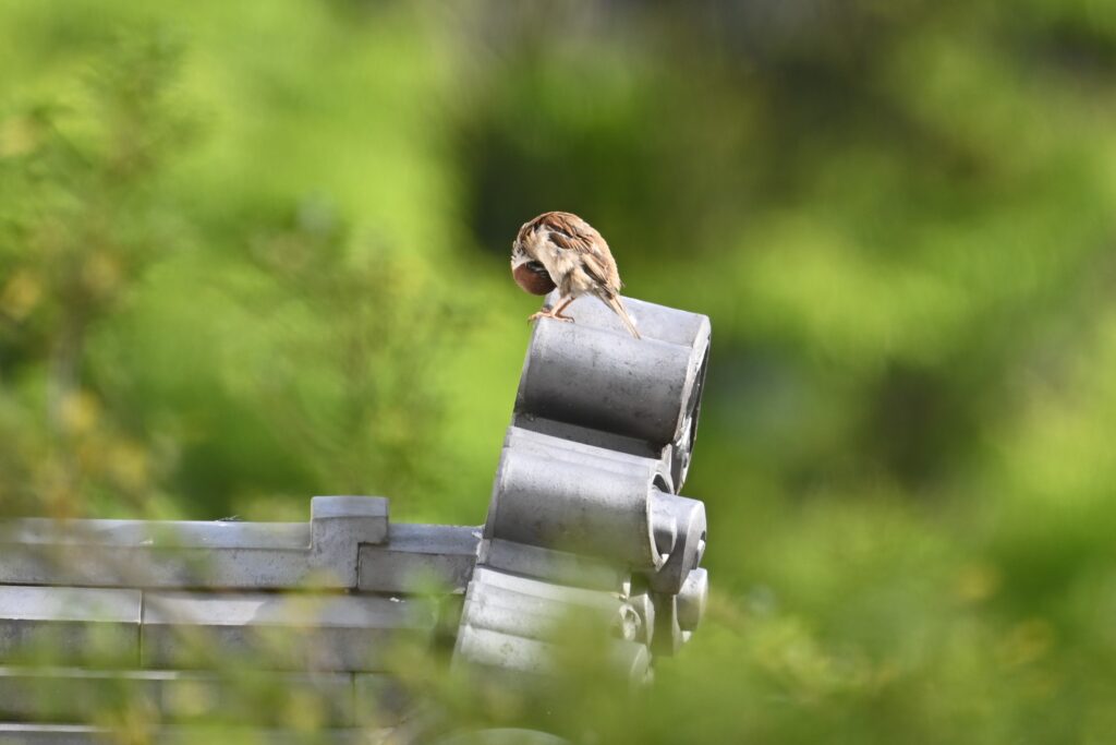 スズメ