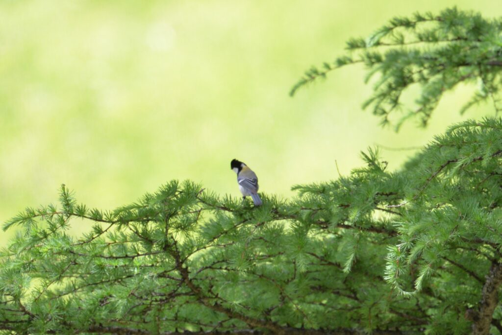 シジュウカラ