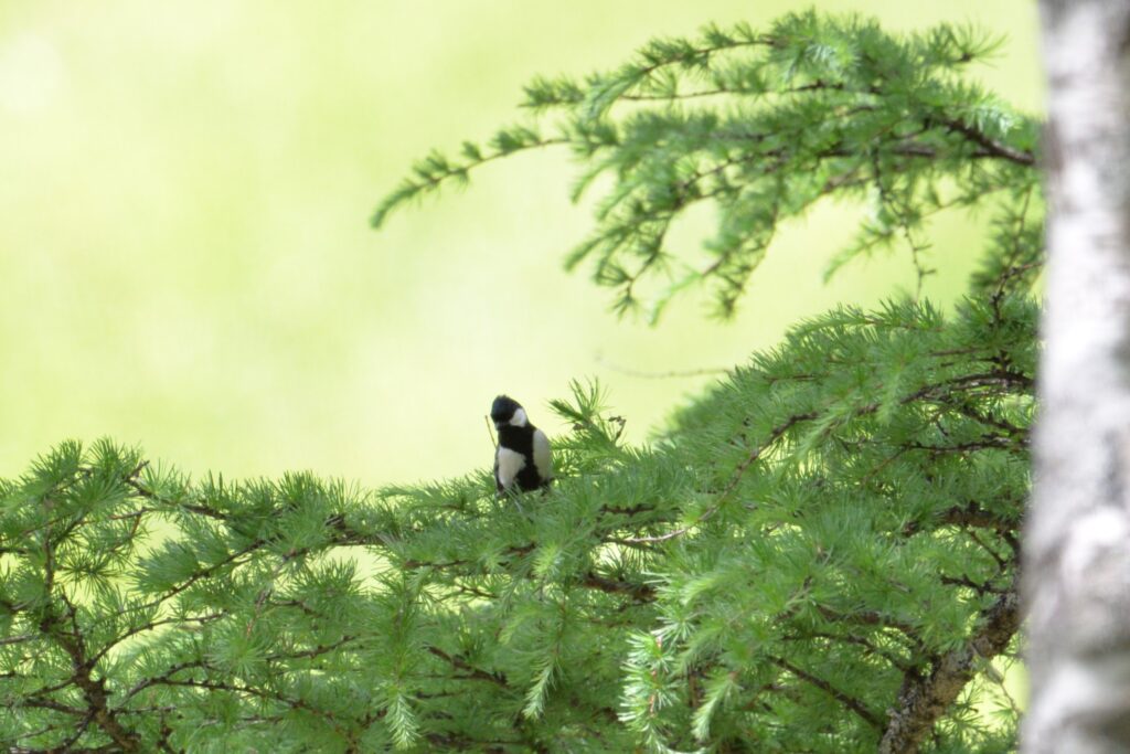 シジュウカラ