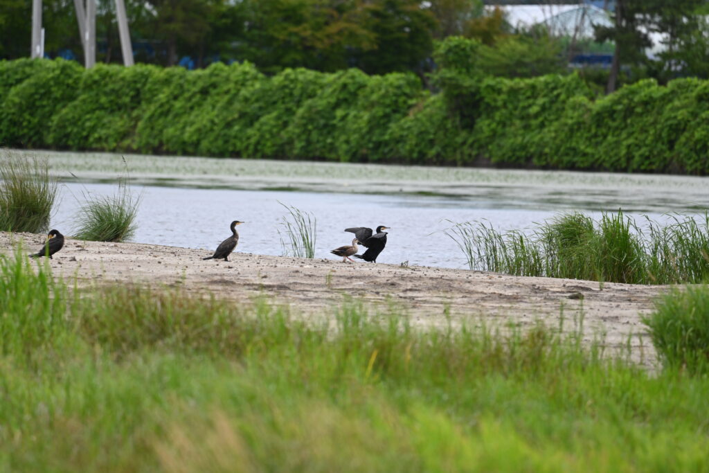 カワウ