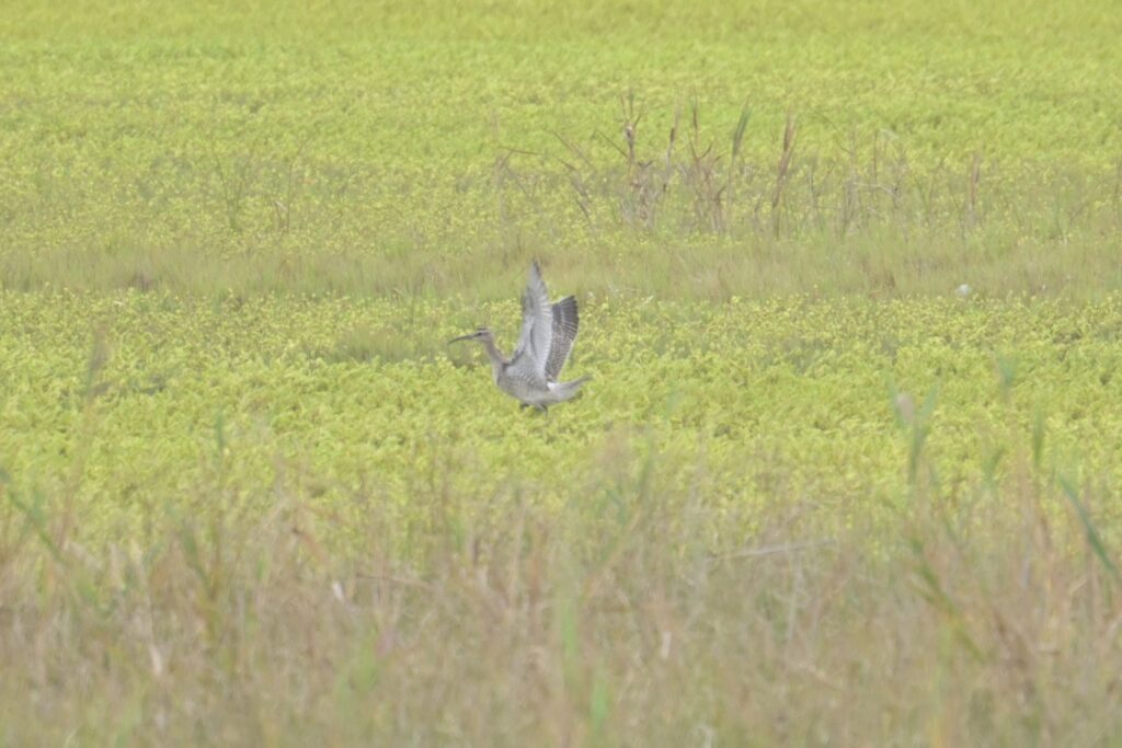 チュウシャクシギ