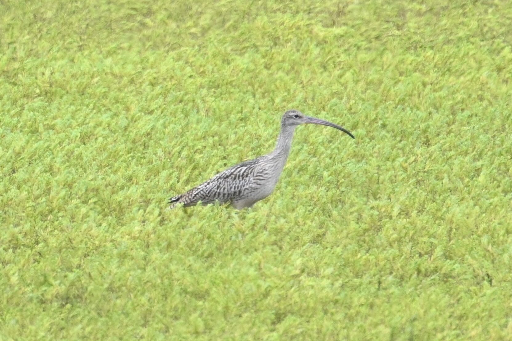 ホウロクシギ