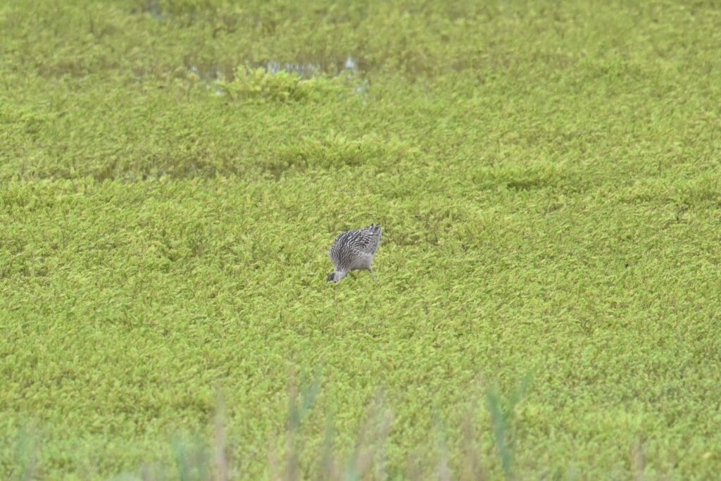 ホウロクシギ