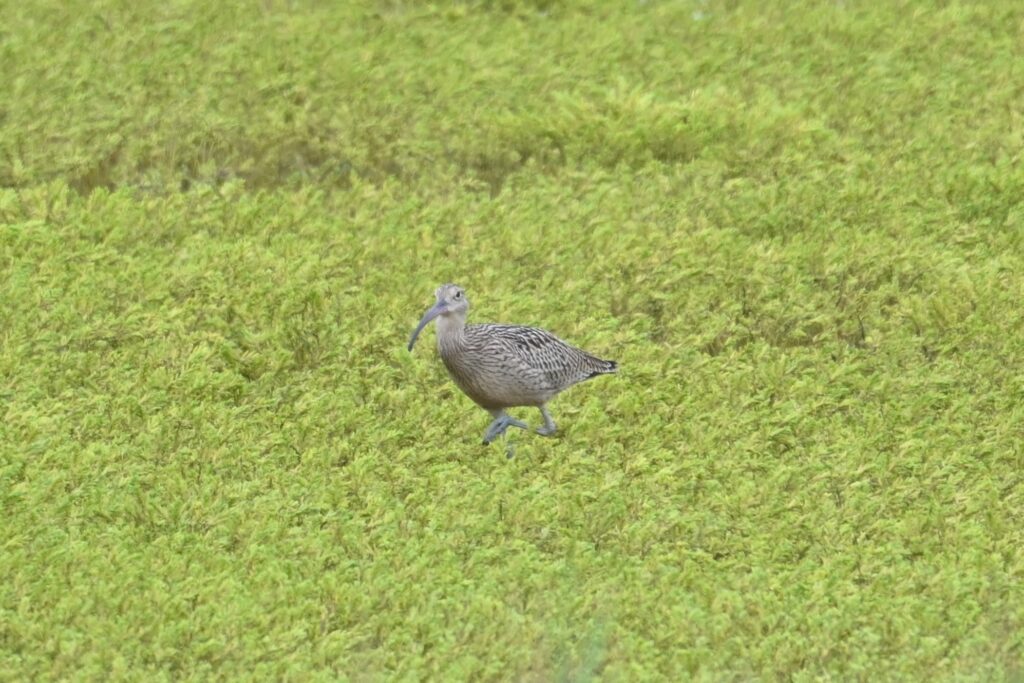 ホウロクシギ