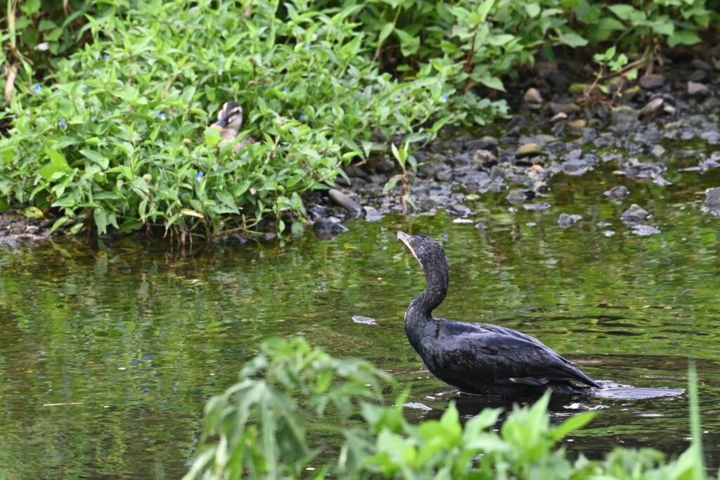 カワウ