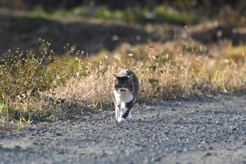 ねこ
