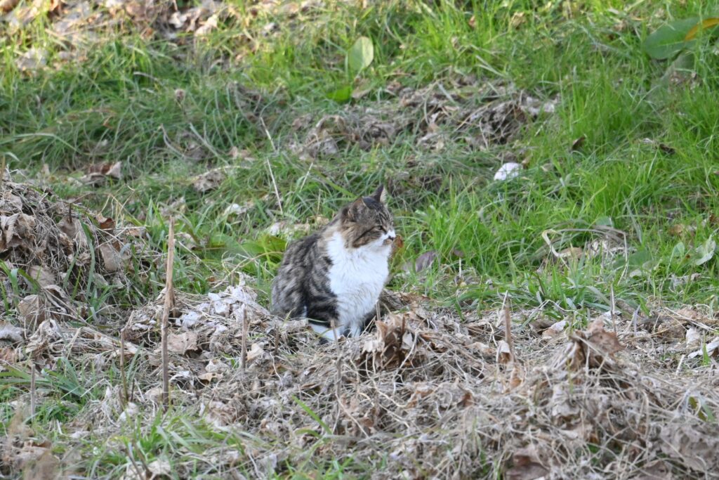 ねこ