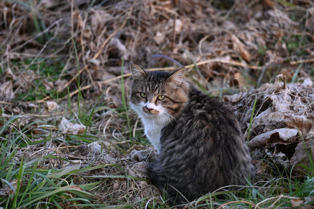 ねこ