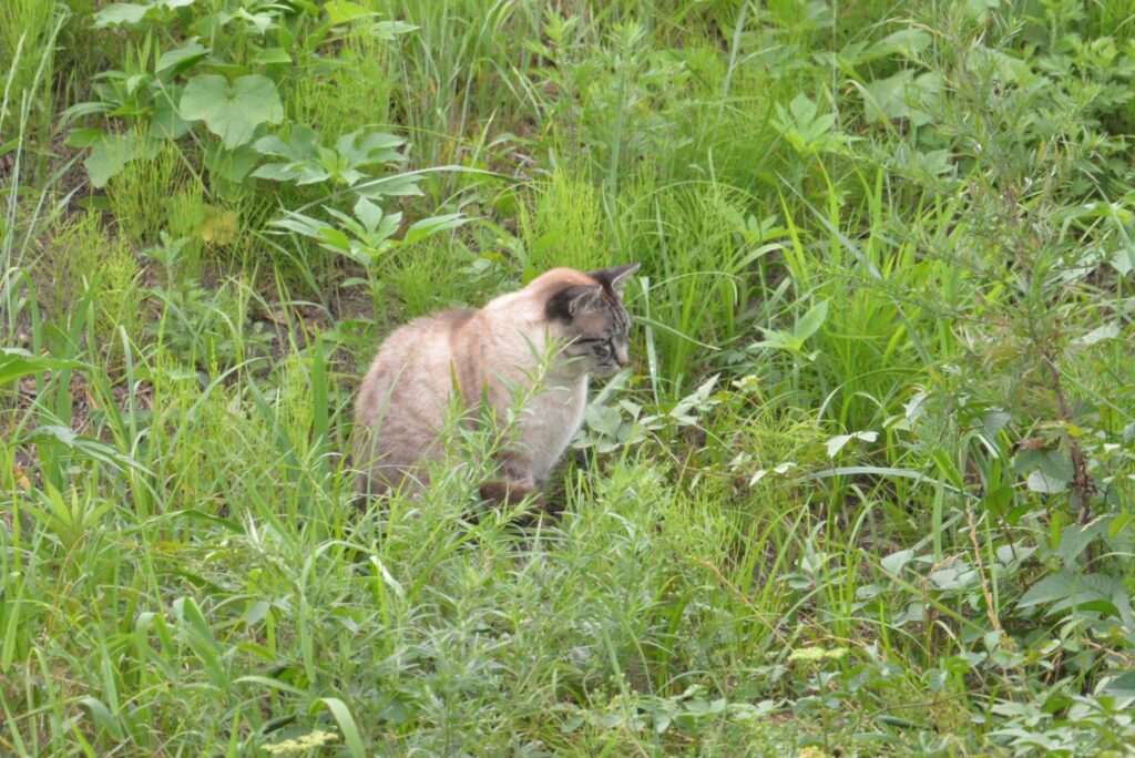 ねこ