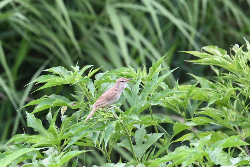 オオヨシキリ