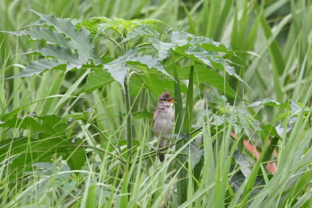 オオヨシキリ