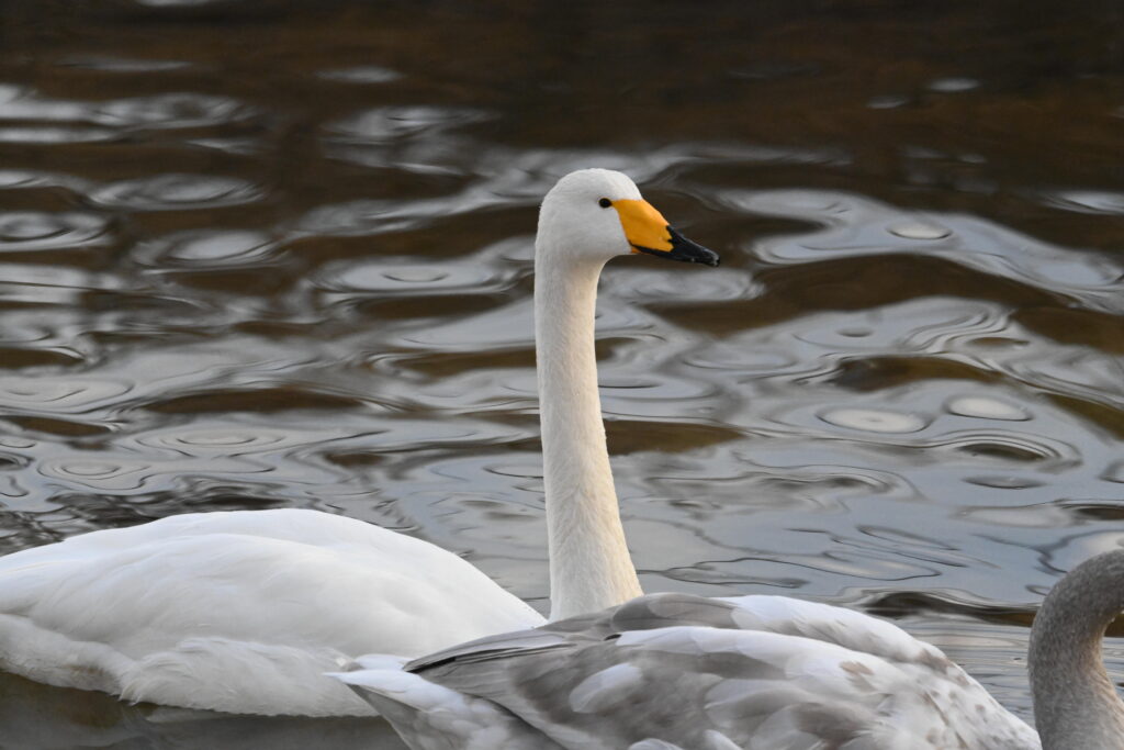 オオハクチョウ