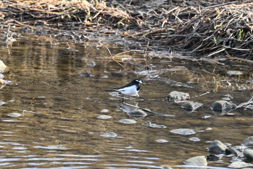 セグロセキレイ