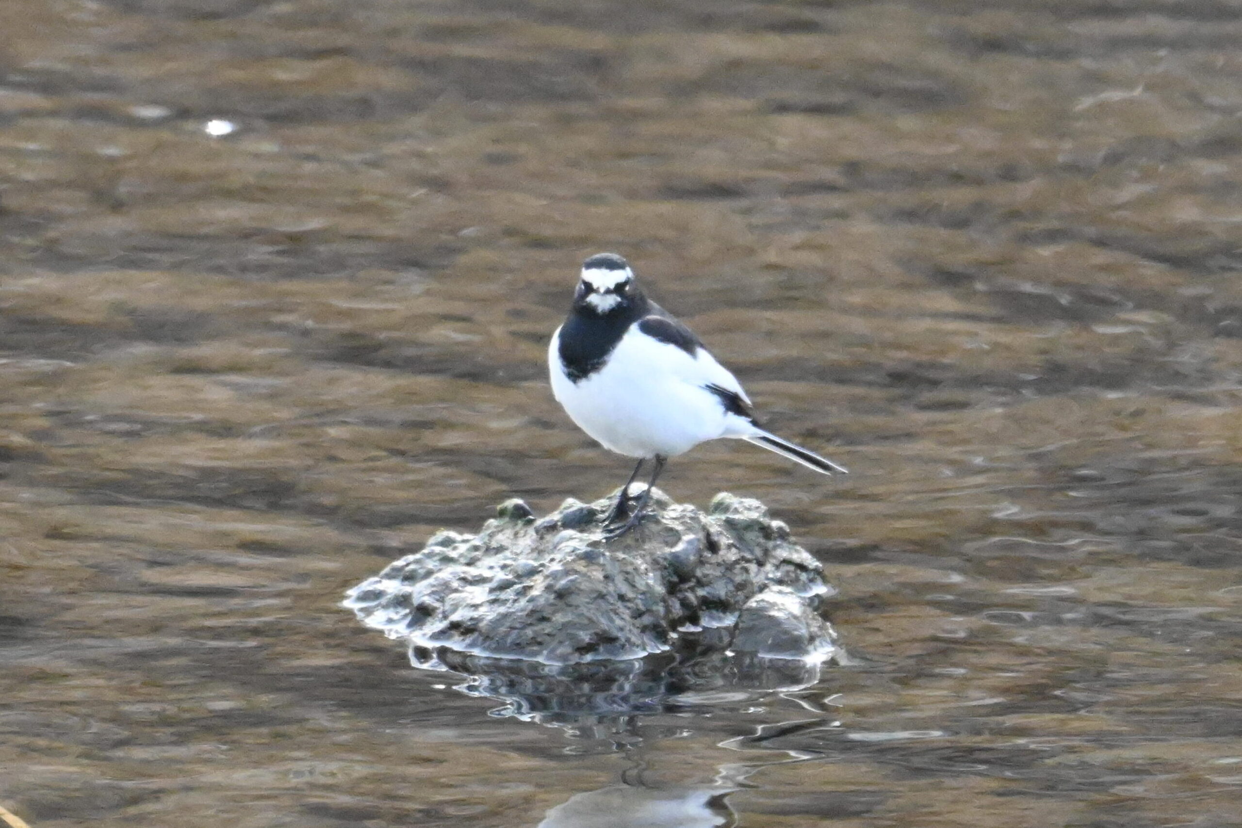 セグロセキレイ